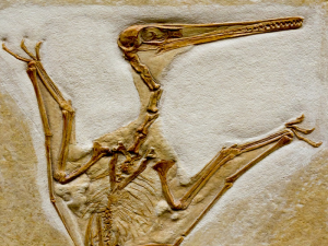 Read more about the article FOSSIL OF BIRD WITH LARGEST WINGSPAN