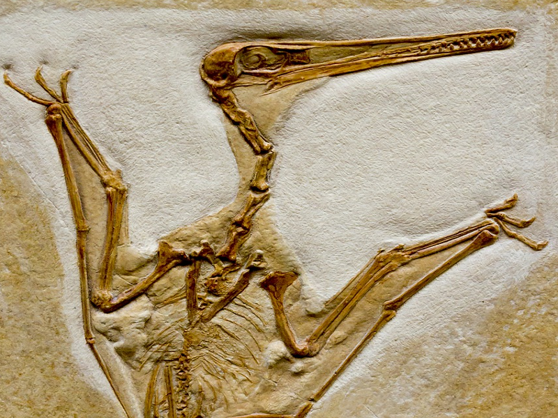 You are currently viewing FOSSIL OF BIRD WITH LARGEST WINGSPAN